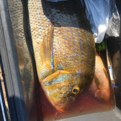 鵜来島家本渡船 釣果