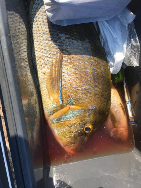 鵜来島家本渡船 釣果