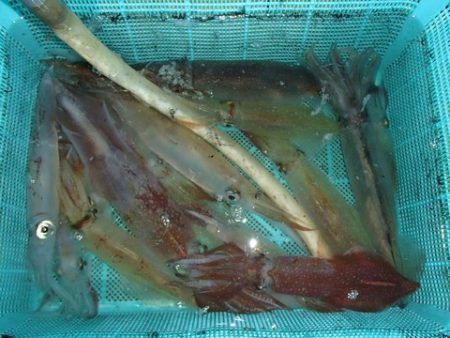 第二むつ漁丸 釣果