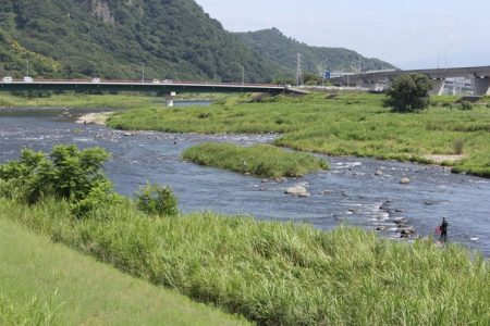 狩野川（狩野川漁業協同組合） 釣果