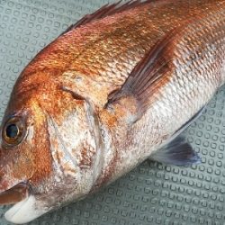 IDATEN（イダテン） 釣果