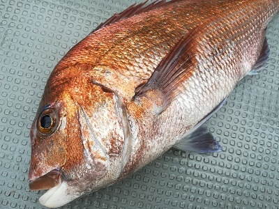 IDATEN（イダテン） 釣果