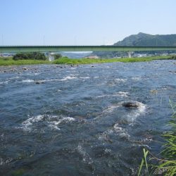 狩野川(狩野川漁業協同組合) 釣果
