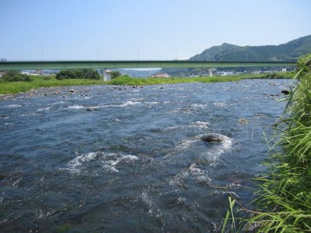 狩野川(狩野川漁業協同組合) 釣果