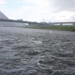 狩野川(狩野川漁業協同組合) 釣果