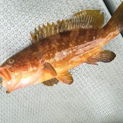 IDATEN（イダテン） 釣果