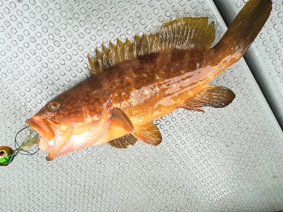 IDATEN（イダテン） 釣果