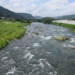 狩野川(狩野川漁業協同組合) 釣果