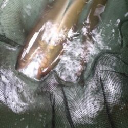 狩野川(狩野川漁業協同組合) 釣果