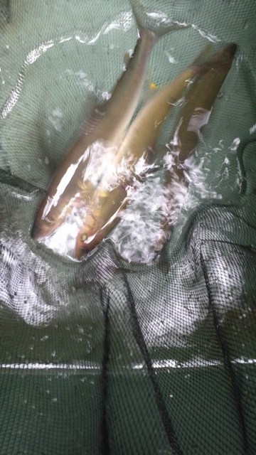 狩野川(狩野川漁業協同組合) 釣果