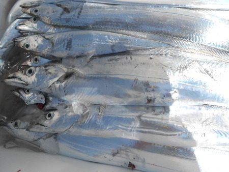 こうゆう丸 釣果