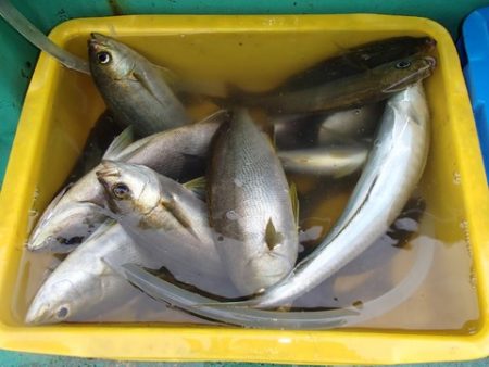 第二むつ漁丸 釣果