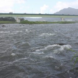 狩野川(狩野川漁業協同組合) 釣果