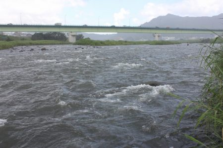 狩野川（狩野川漁業協同組合） 釣果
