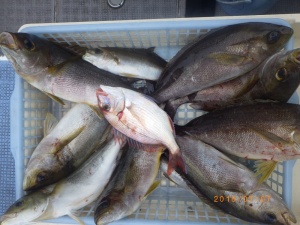 石川丸 釣果