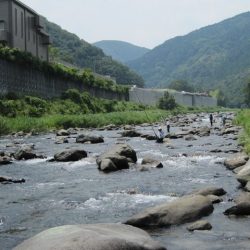 狩野川(狩野川漁業協同組合) 釣果
