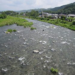 狩野川(狩野川漁業協同組合) 釣果