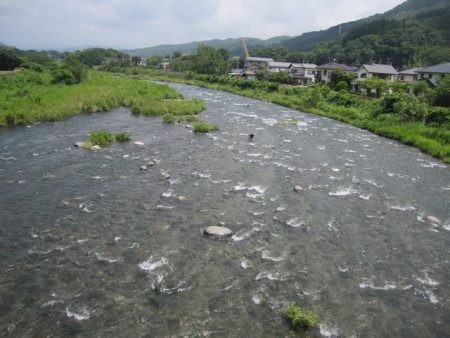 狩野川(狩野川漁業協同組合) 釣果