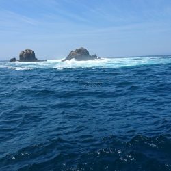 シードリーム 釣果