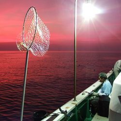 第三むつりょう丸 釣果