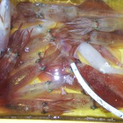 第三むつりょう丸 釣果