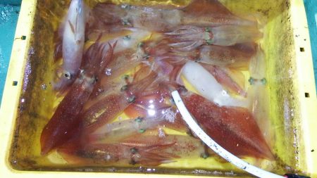 第三むつりょう丸 釣果