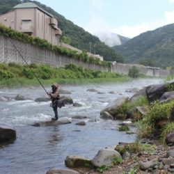 狩野川(狩野川漁業協同組合) 釣果