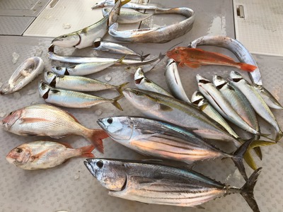 ミタチ丸 釣果