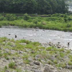 狩野川(狩野川漁業協同組合) 釣果