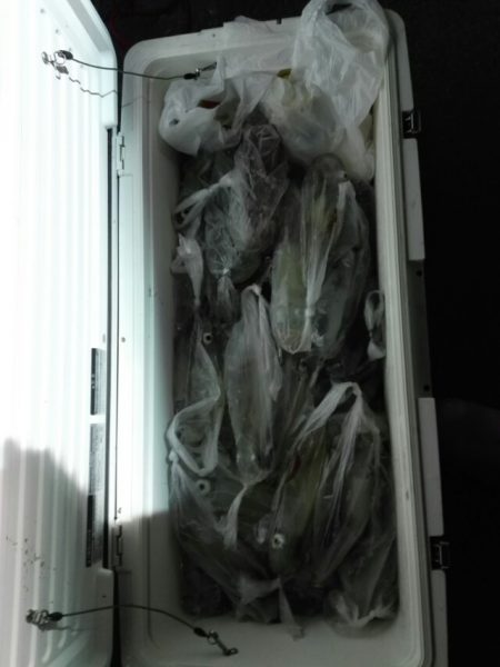 第二大福丸 釣果