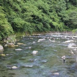 狩野川(狩野川漁業協同組合) 釣果