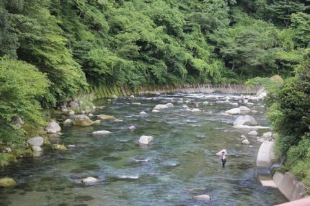 狩野川(狩野川漁業協同組合) 釣果