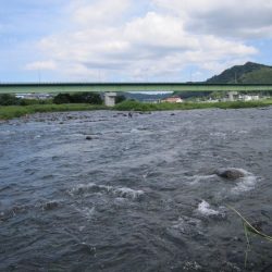 狩野川(狩野川漁業協同組合) 釣果