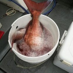 IDATEN(イダテン) 釣果