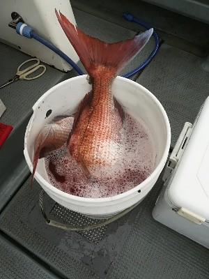 IDATEN(イダテン) 釣果