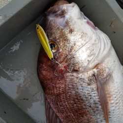 遊漁船 ニライカナイ 釣果