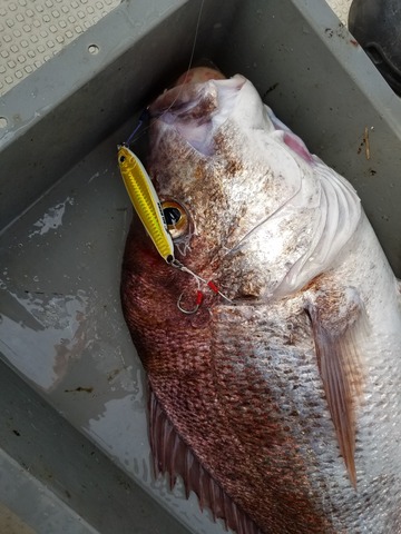 遊漁船 ニライカナイ 釣果