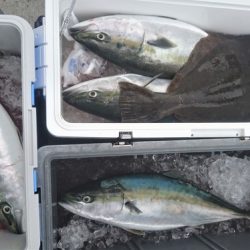 気仙沼　つり丸 釣果