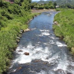 狩野川(狩野川漁業協同組合) 釣果