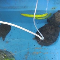 狩野川(狩野川漁業協同組合) 釣果