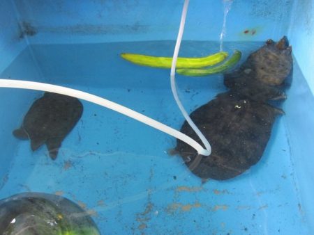 狩野川(狩野川漁業協同組合) 釣果