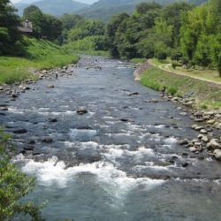 狩野川(狩野川漁業協同組合) 釣果