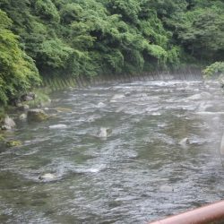 狩野川(狩野川漁業協同組合) 釣果