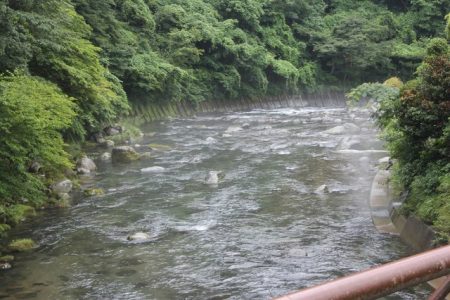 狩野川(狩野川漁業協同組合) 釣果