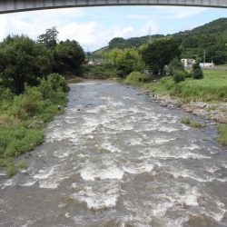 狩野川(狩野川漁業協同組合) 釣果