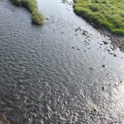 狩野川(狩野川漁業協同組合) 釣果
