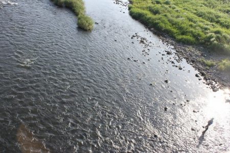狩野川(狩野川漁業協同組合) 釣果