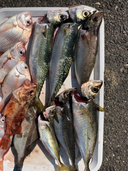 第二辰丸 釣果