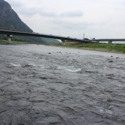 狩野川(狩野川漁業協同組合) 釣果