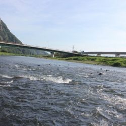 狩野川(狩野川漁業協同組合) 釣果